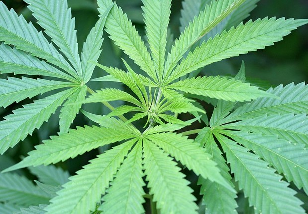 Declaração de voto sobre cannabis para fins recreativos