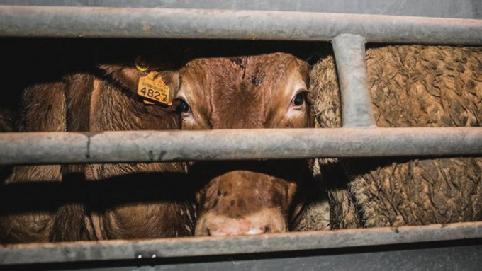 Regulamentação de transporte de animais vivos 